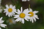 Ox-eye daisy